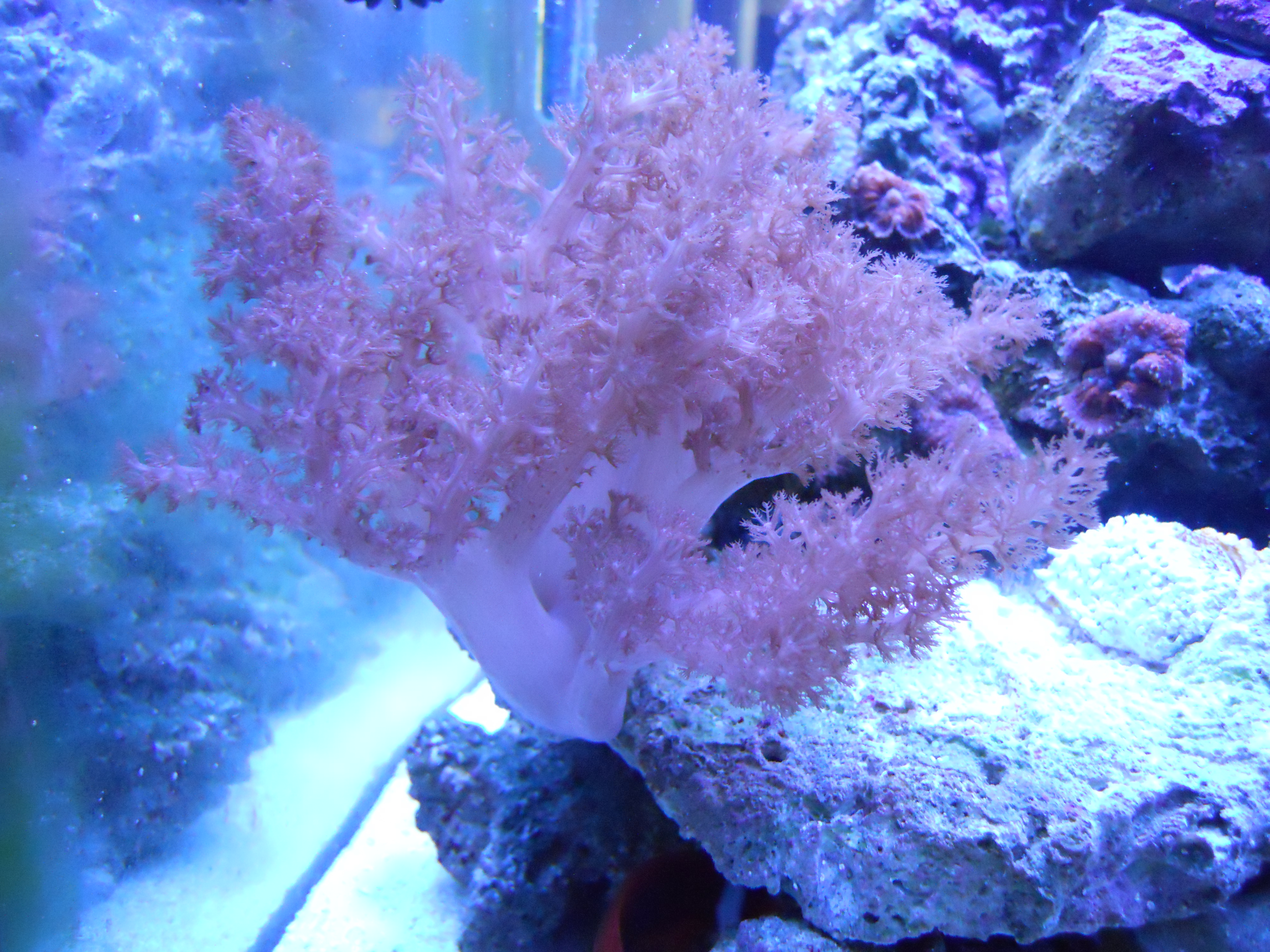 Colt or Kenya Coral Forums for Fish Lovers!