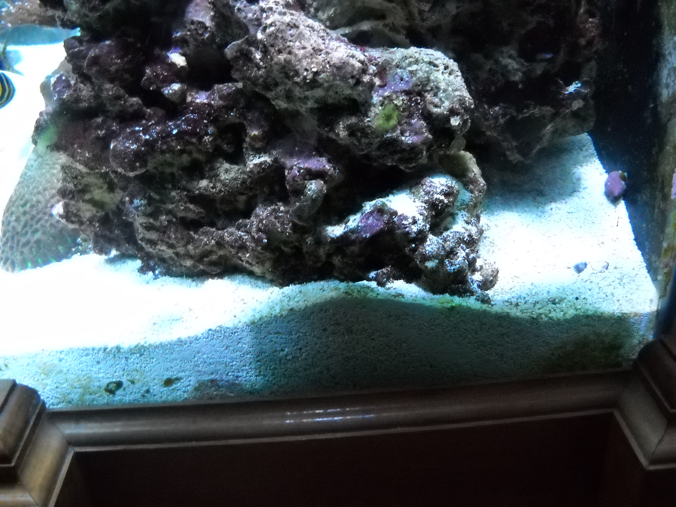 Crush coral or sand bed in a reef tank!!!!!!!!!!!!!!!!! Saltwaterfish