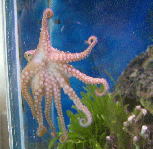 Octopus Care 101 Saltwaterfish Forum
