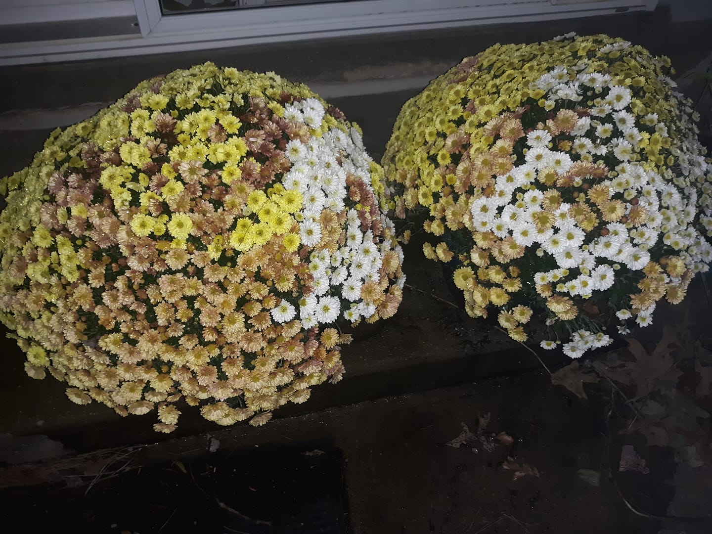 Tricolor mums Southern Maryland Community Forums