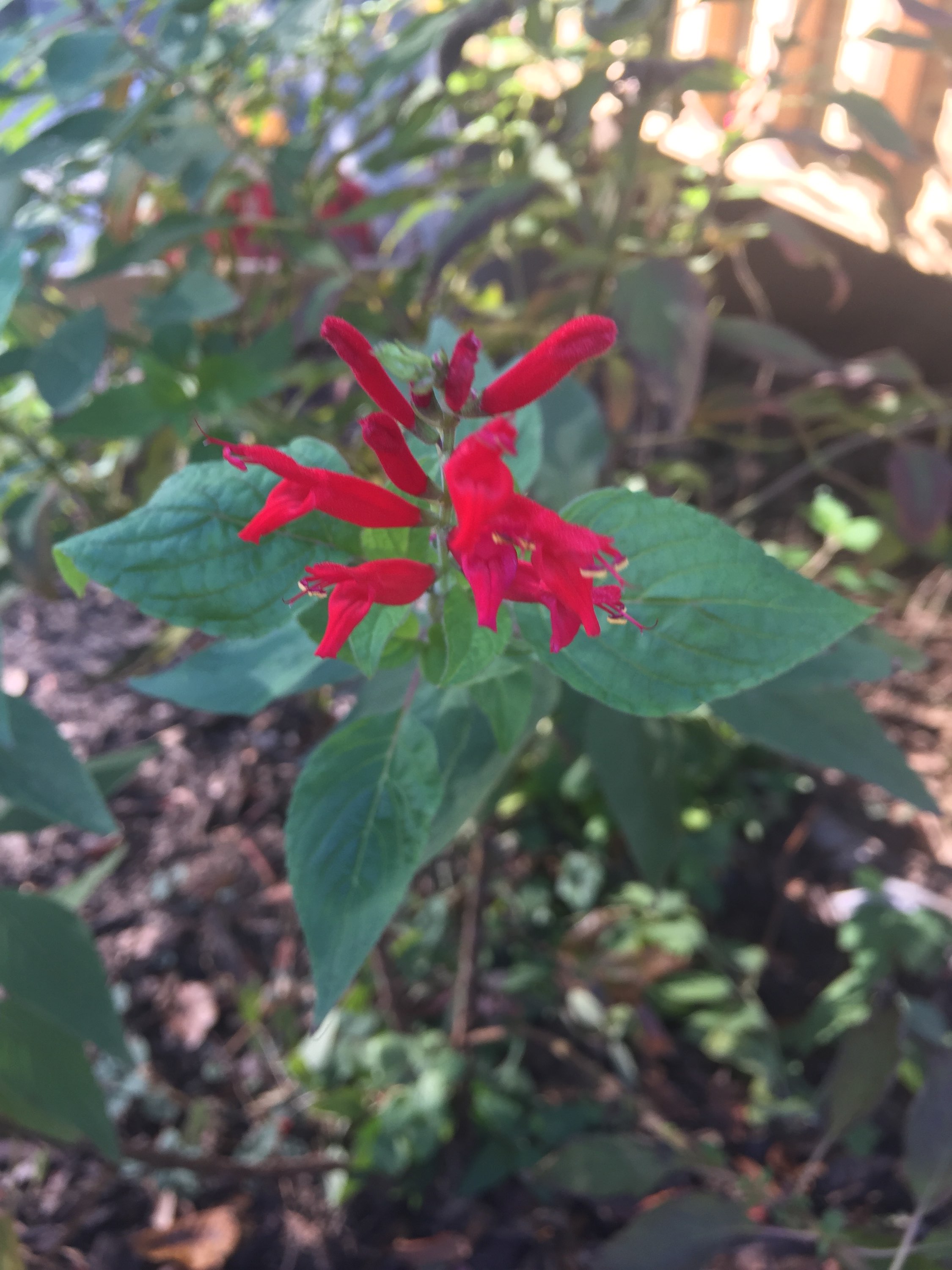 My Pineapple Sage is blooming Southern Maryland Community Forums