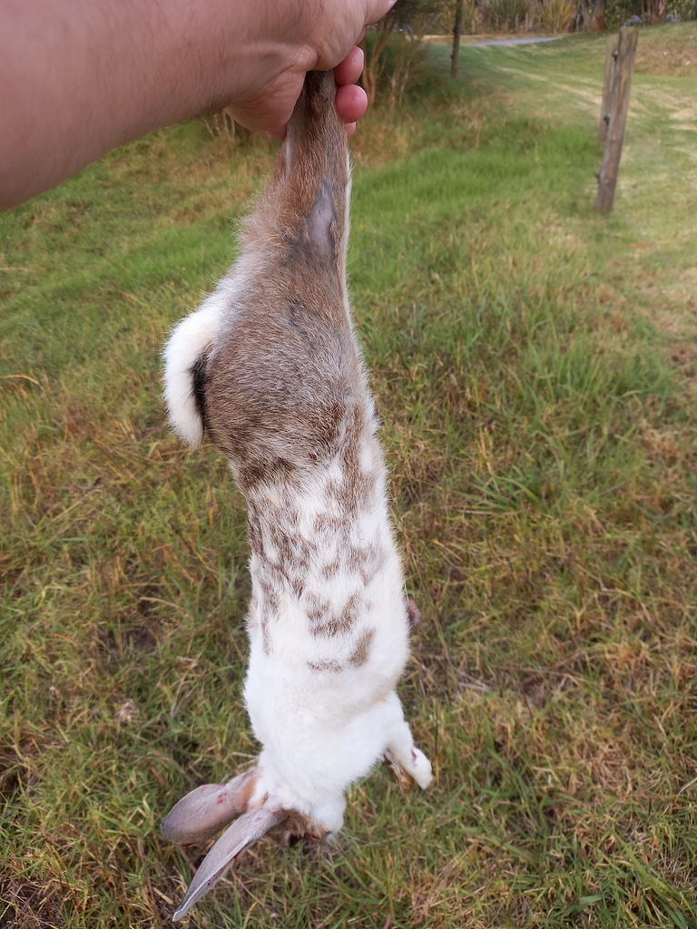 Not so Feral looking rabbits TRAP.NZ Forums
