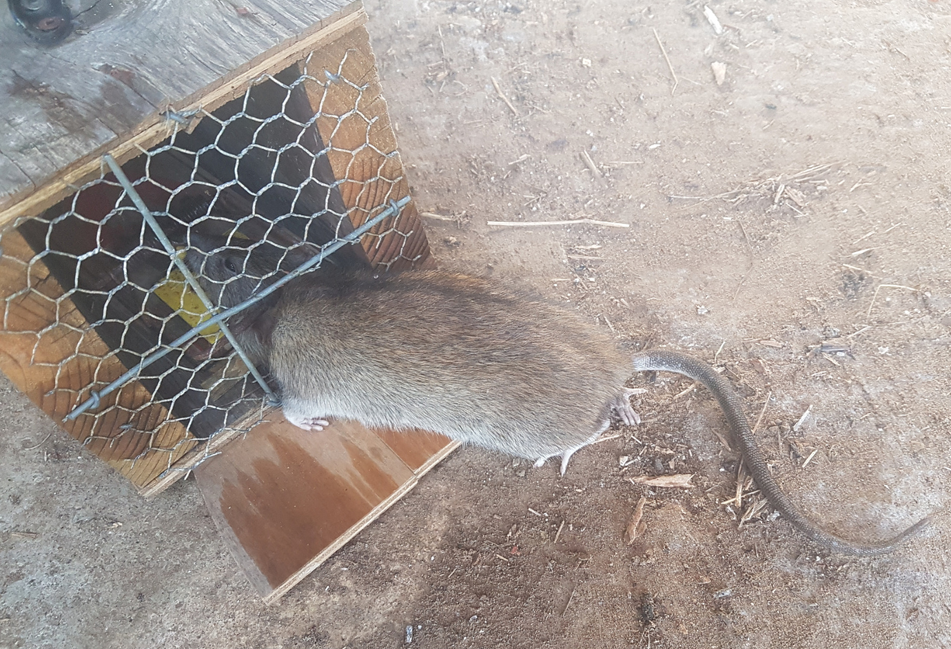 Enticing rats out of trees Help & Support TRAP.NZ Forums