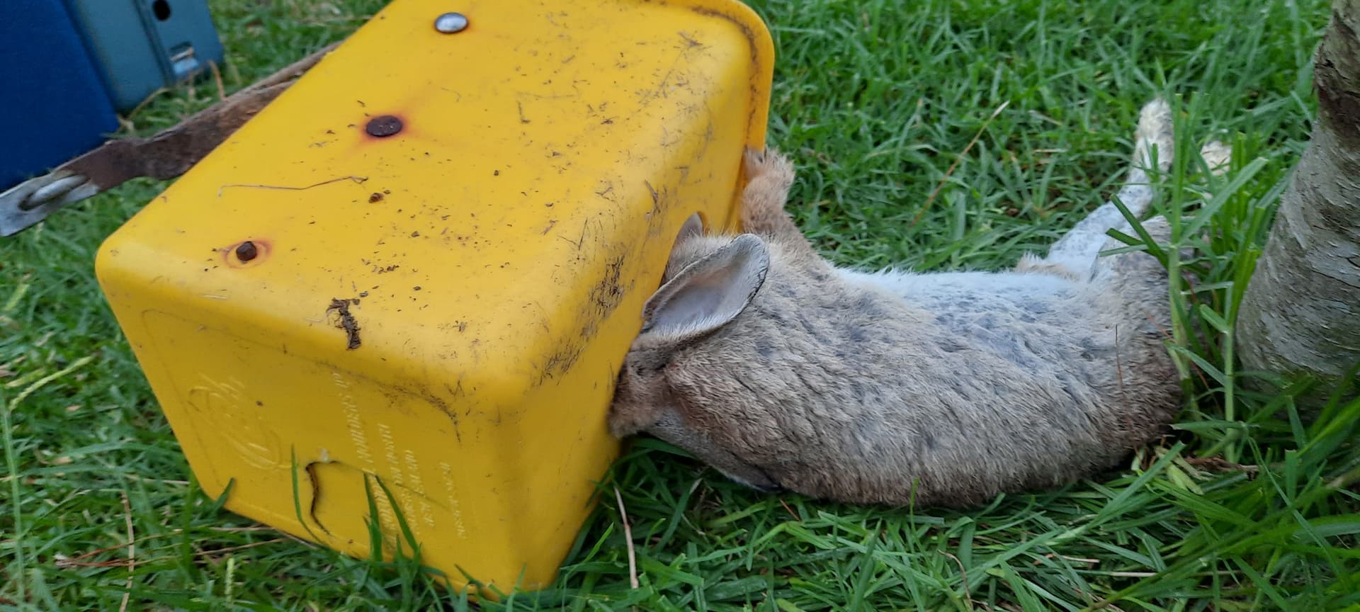 Rabbits caught in Timms Predator Control strategy TRAP.NZ Forums