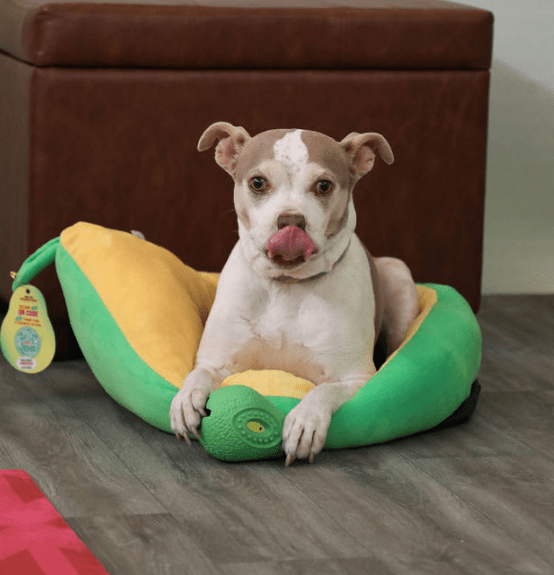 Avocados From Mexico SXSW House of Goodness InPerson Event Forward Influence