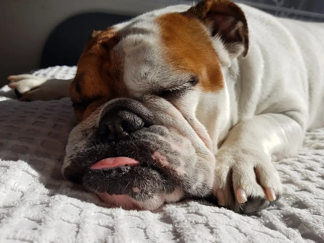 Why Does My Dog Sleep With Tongue Out? (10 Reasons)