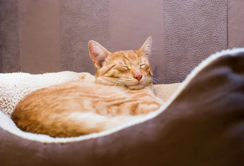 Why Do Cats Sleep So Much (8 Reasons)