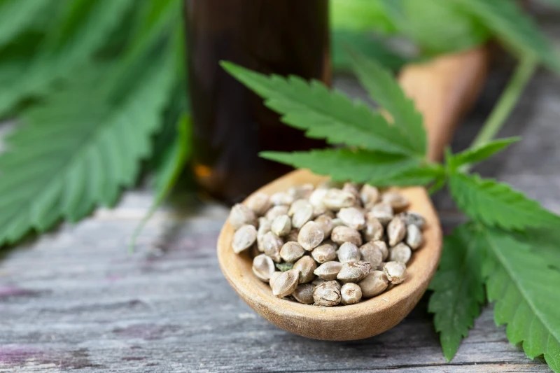 The Best Nutrients and Growing Mediums for HighYield Cannabis Seeds