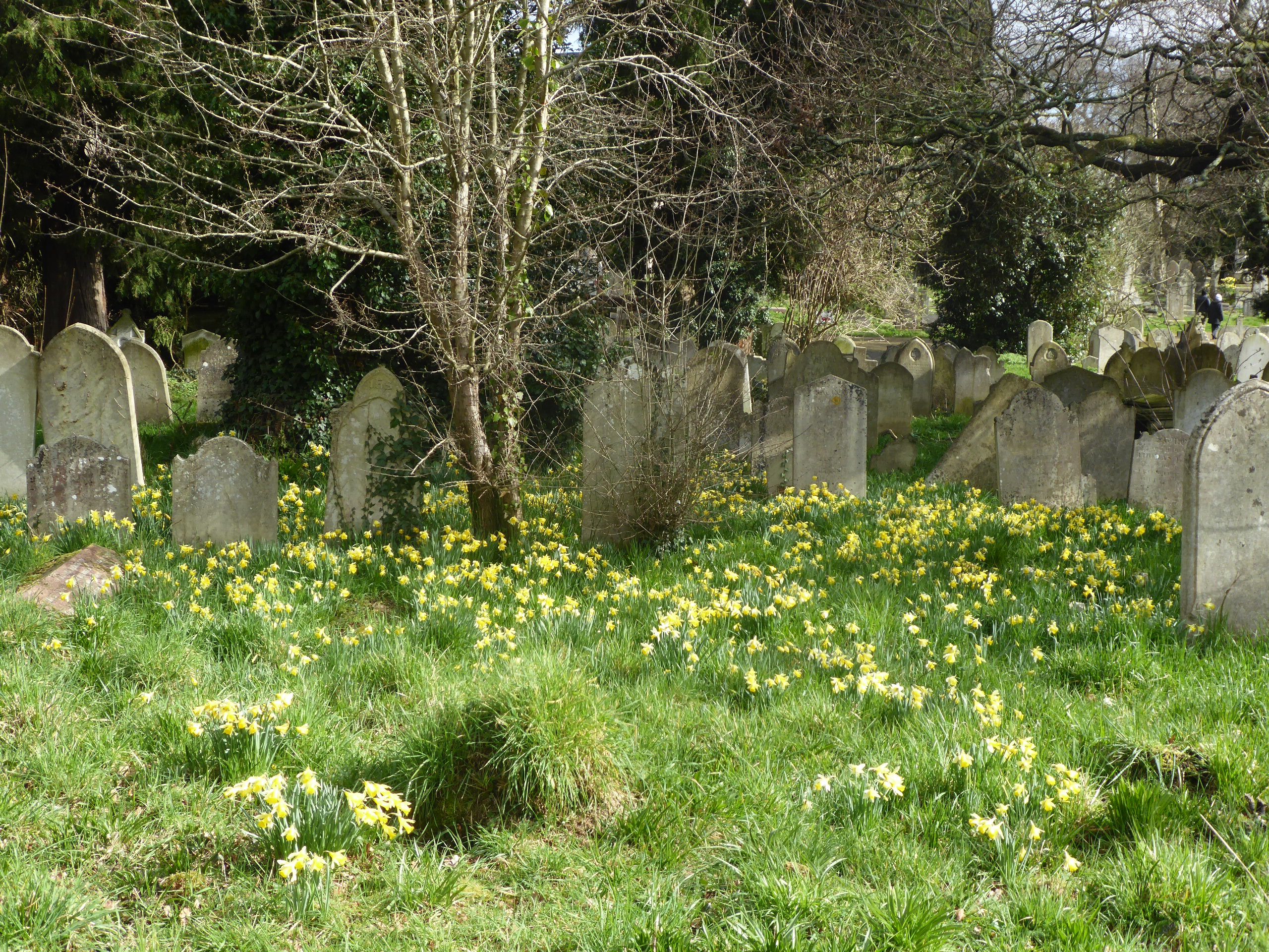 A golden host of Daffodils. The Friends of Southampton Old Cemetery