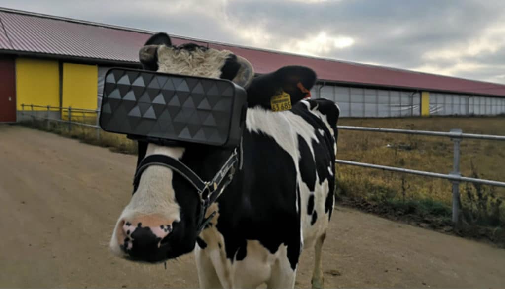 We Might Not Need VR But Cows Do For Better Milk Production