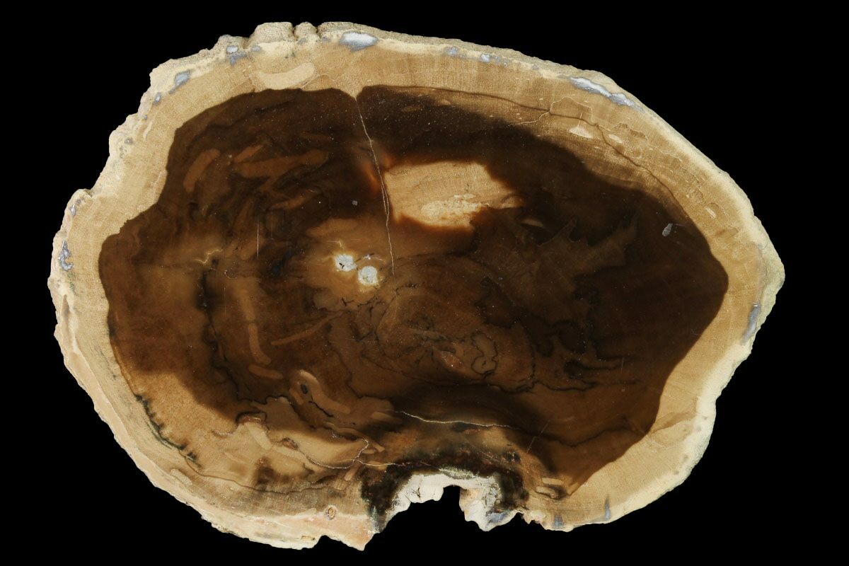 Oregon Petrified Wood For Sale