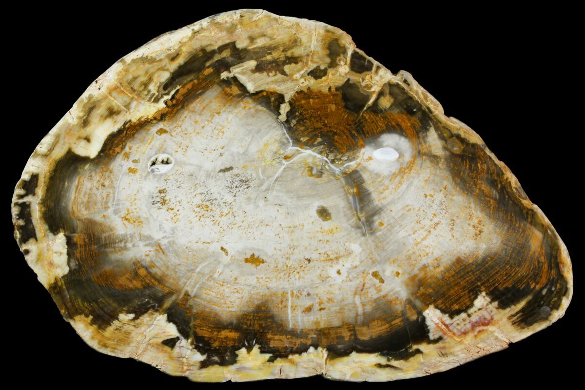 Australian Petrified Wood For Sale