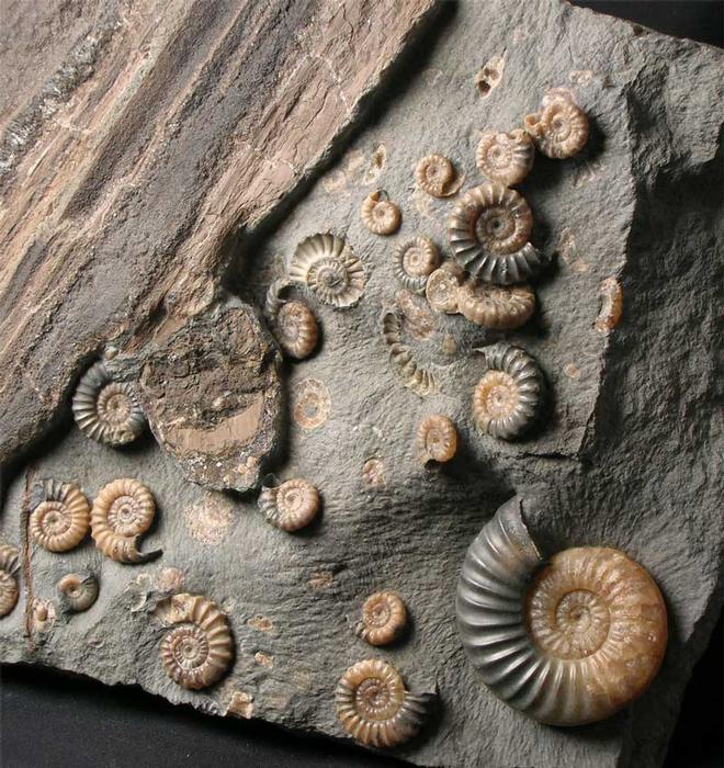 UK fossils including British ammonites Fossils Direct
