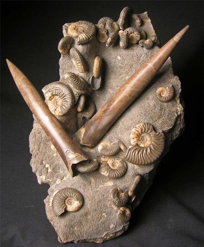 UK fossils including British ammonites Fossils Direct