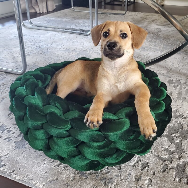 Unique Dog Beds