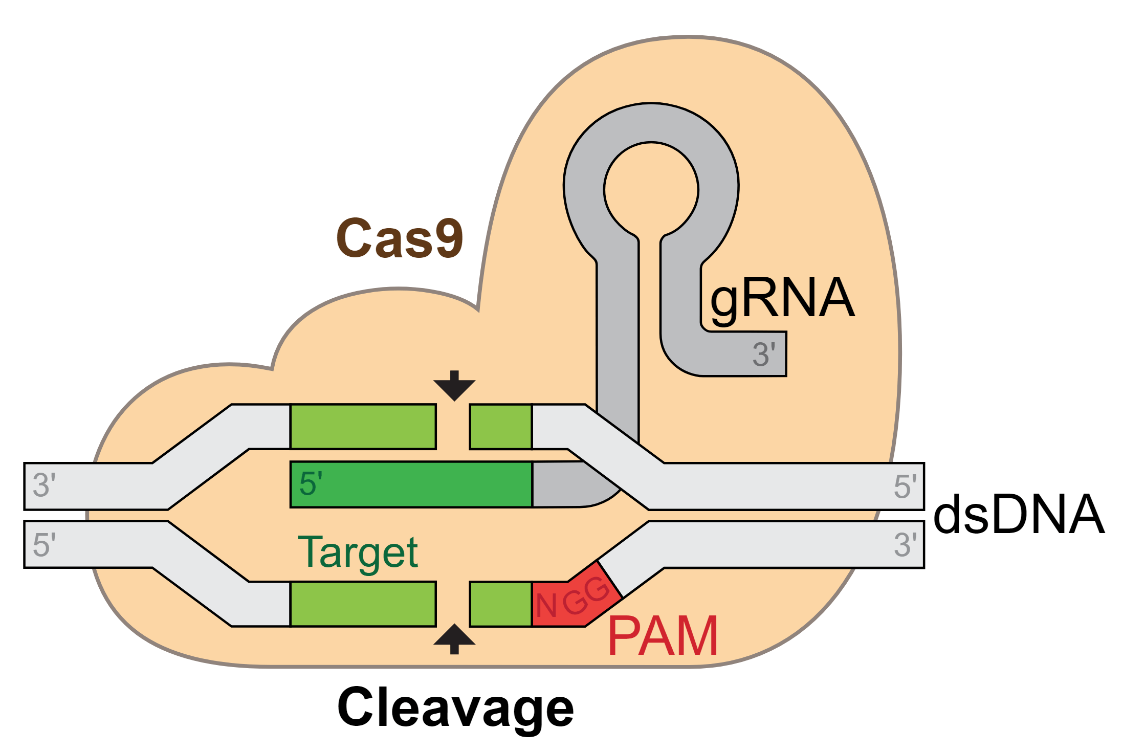 CRISPRCas9 genome editing technology FOTIS EDU