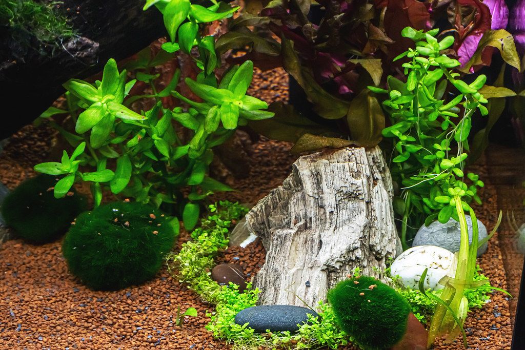 Aquarium green algae on white background Creative Commons Bilder