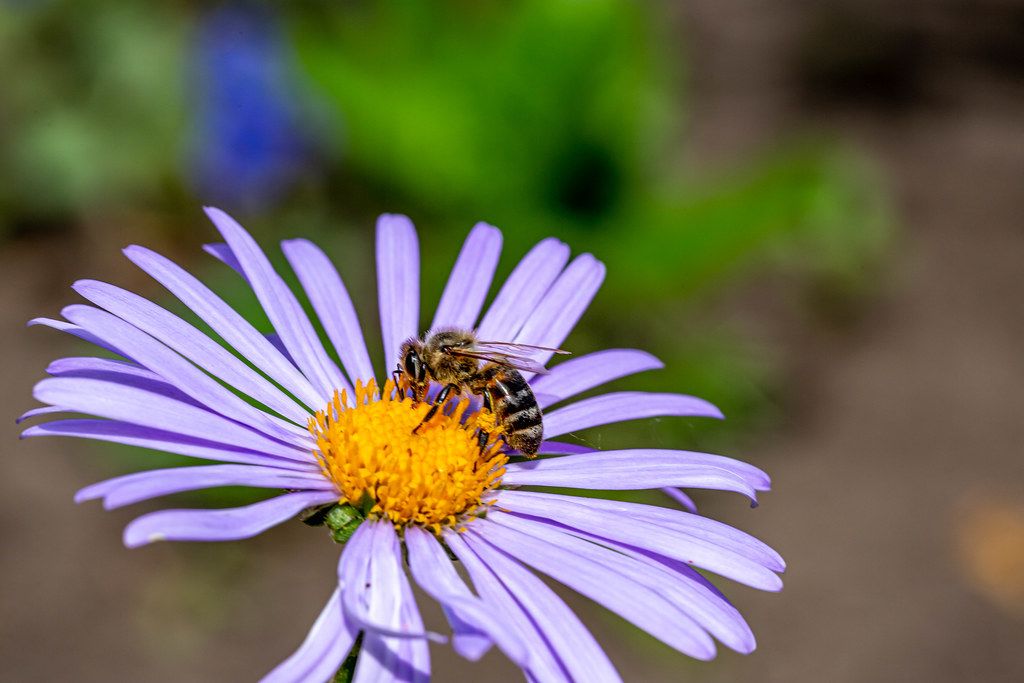 Bee collects nectar on a purple Daisy Creative Commons Bilder