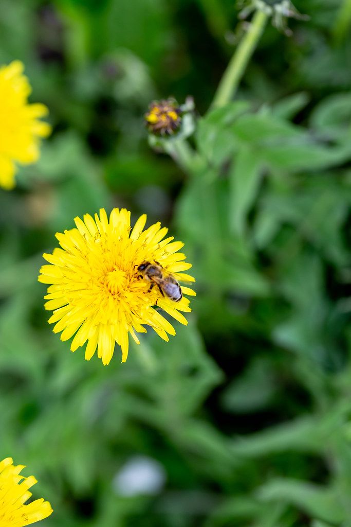 Bee on yellow dandelion flower Creative Commons Bilder