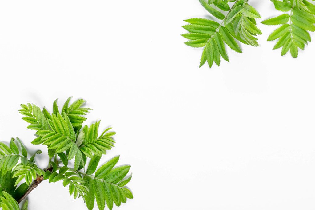 Branches rosehip with leaves on white background with free space