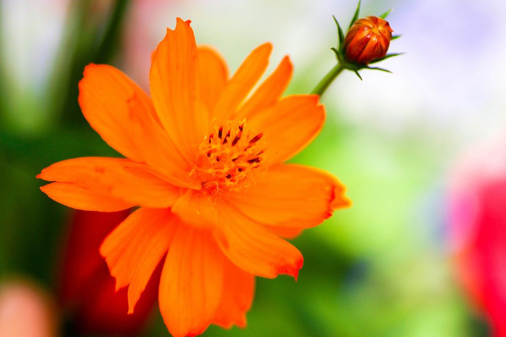 Open notebook with flower on orange background Creative Commons Bilder