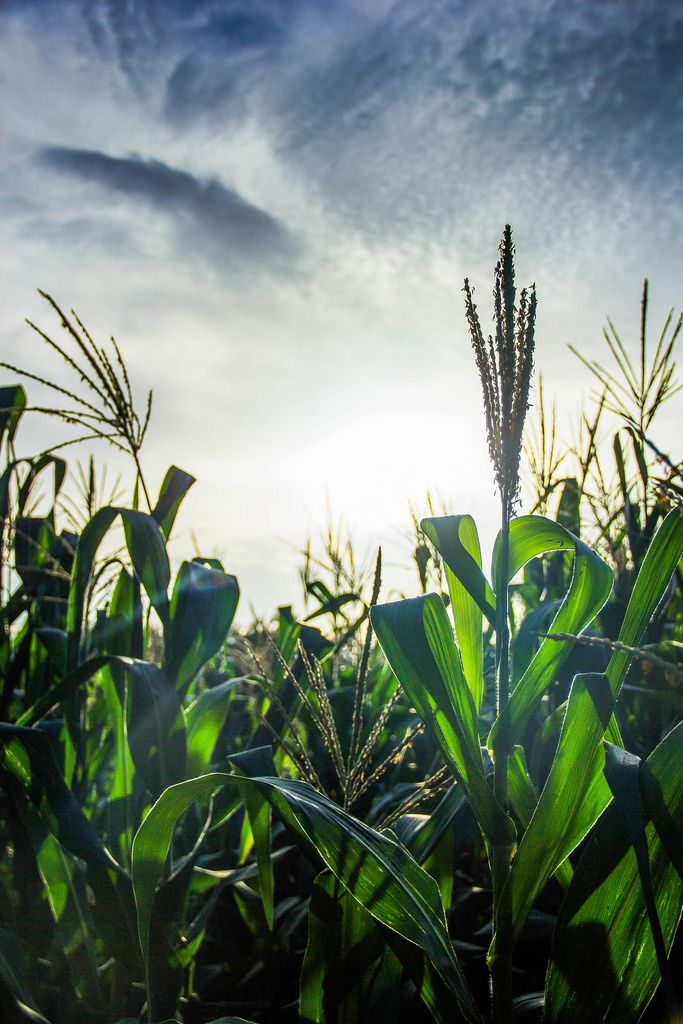 Corn plantation field in the Alps Creative Commons Bilder