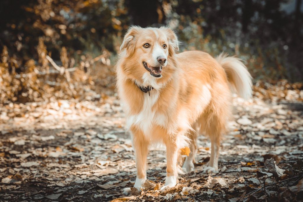 Cute orange dog Creative Commons Bilder