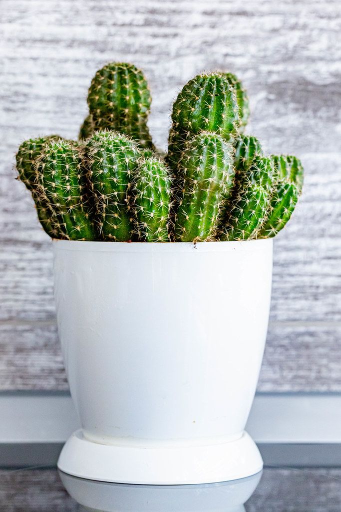 Echinopsis cactus plants in a pot Creative Commons Bilder