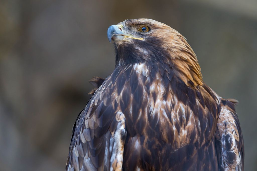 Golden eagle Aquila chrysaetos Creative Commons Bilder