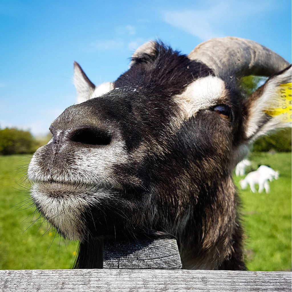 A happy goat in a close up with a green grass background Creative