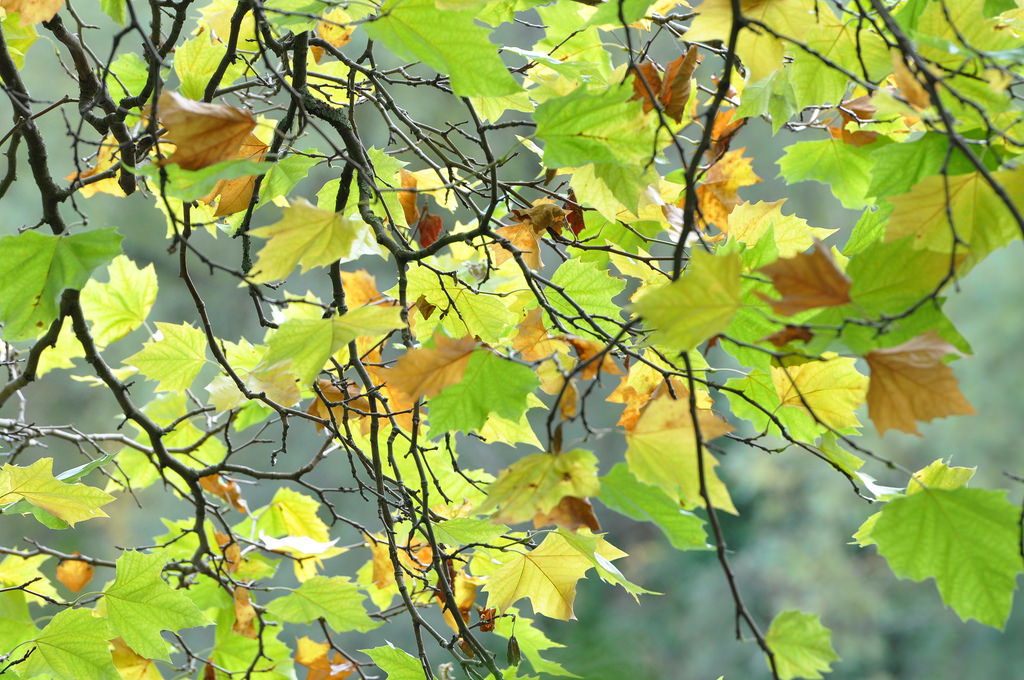 Namensschild Frau Herbst Creative Commons Bilder