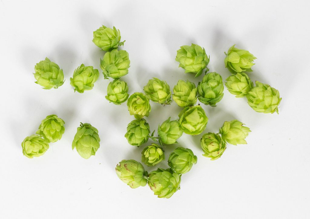 Growing hops Creative Commons Bilder