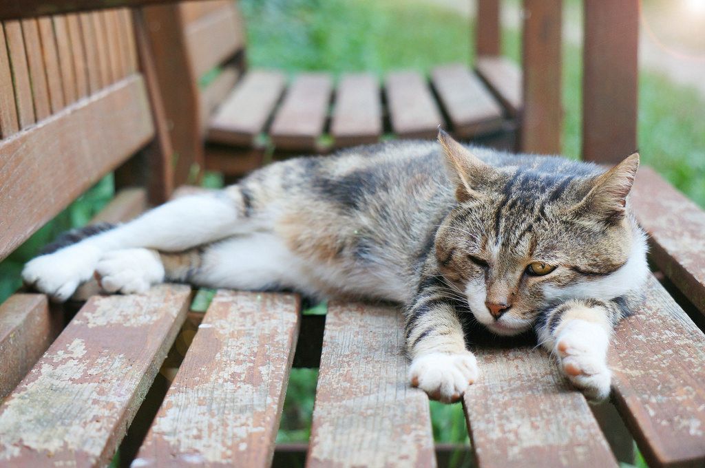 Graue Katze mit grünen AUgen Creative Commons Bilder
