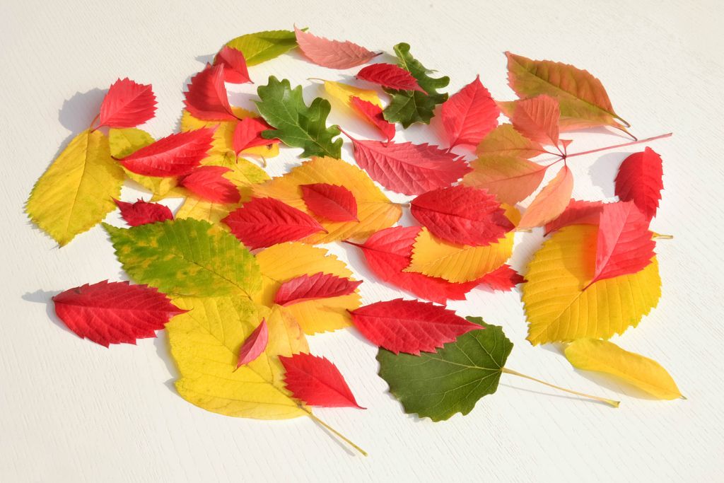 Namensschild Frau Herbst Creative Commons Bilder