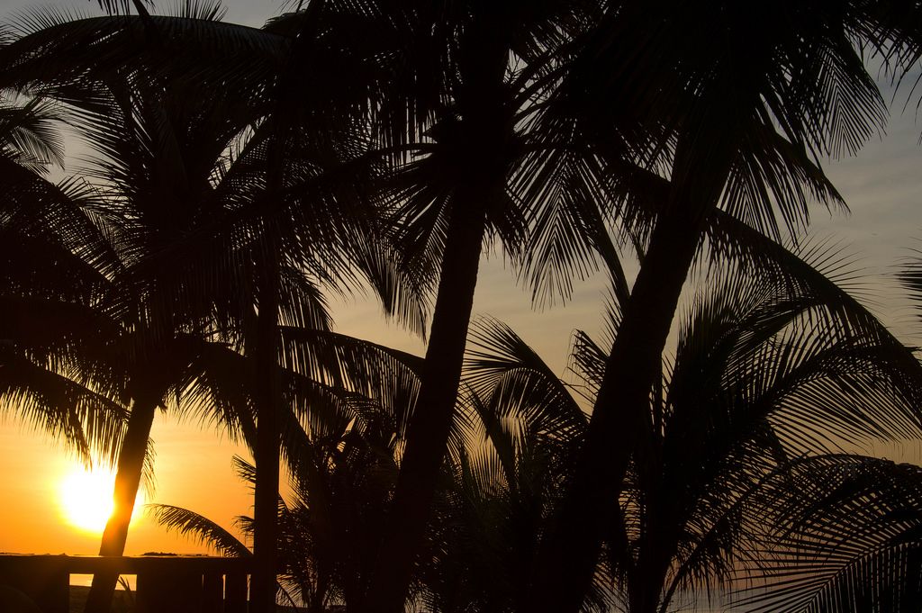 Palm trees In Split, Croatia Creative Commons Bilder