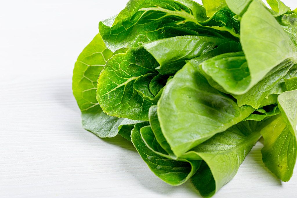 Wet leaves of fresh Romaine lettuce Creative Commons Bilder