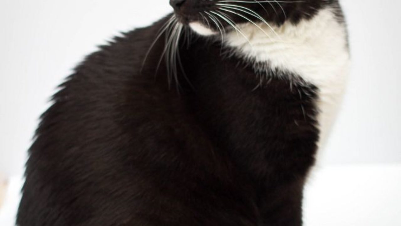 hintergrund katze schwarz