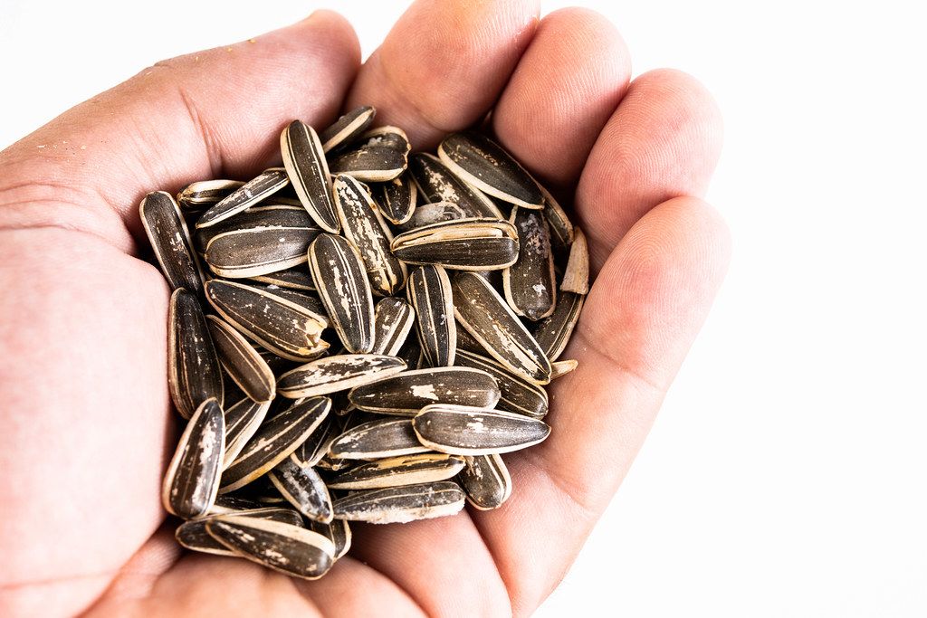 Yellow sunflower and sunflower seeds Creative Commons Bilder