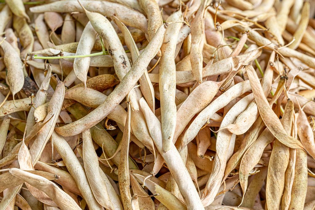 The beans in the pods dry Creative Commons Bilder