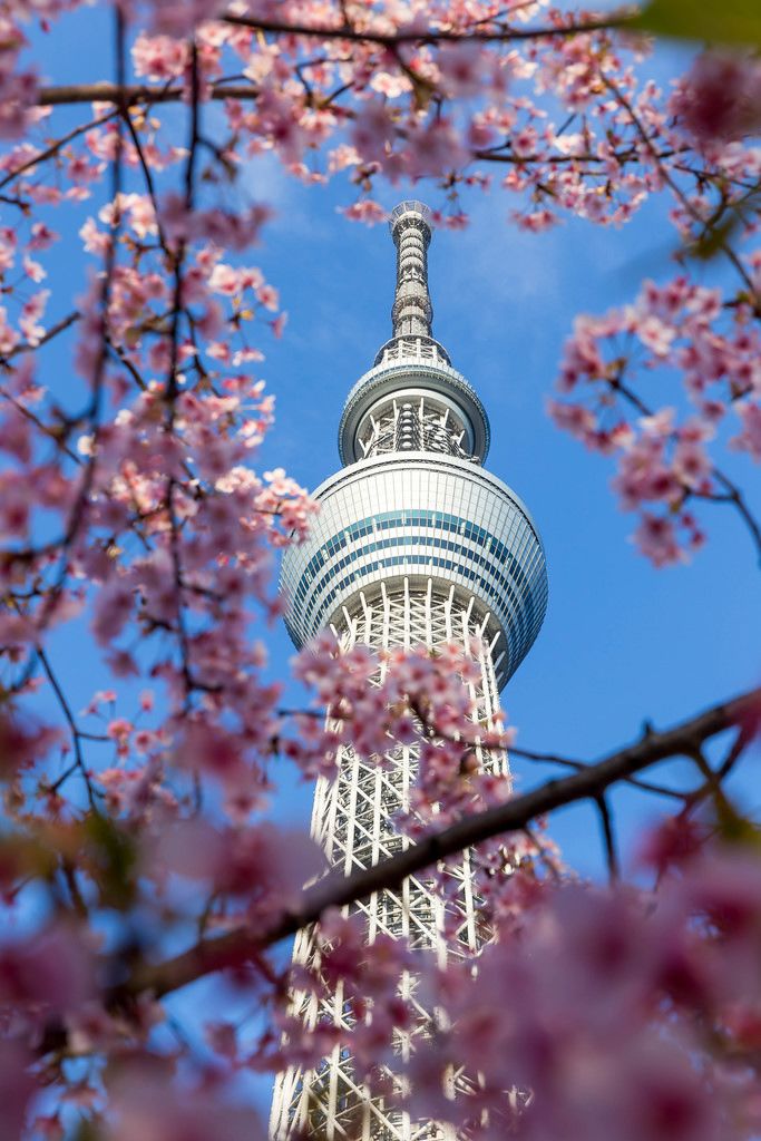 Tokio Skytree und Kirschblüten Creative Commons Bilder