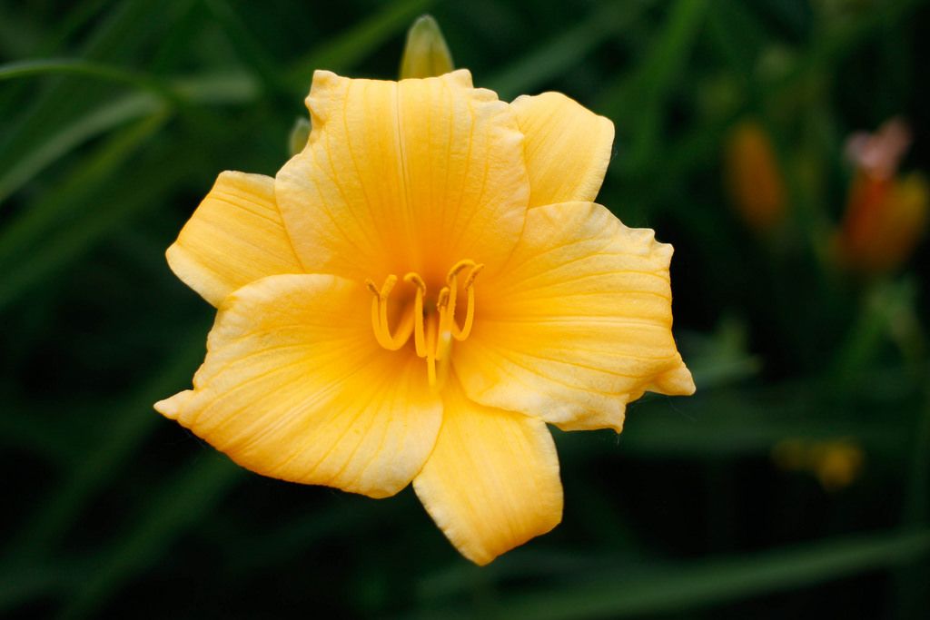 Yellow flowers grow on the flower bed Creative Commons Bilder