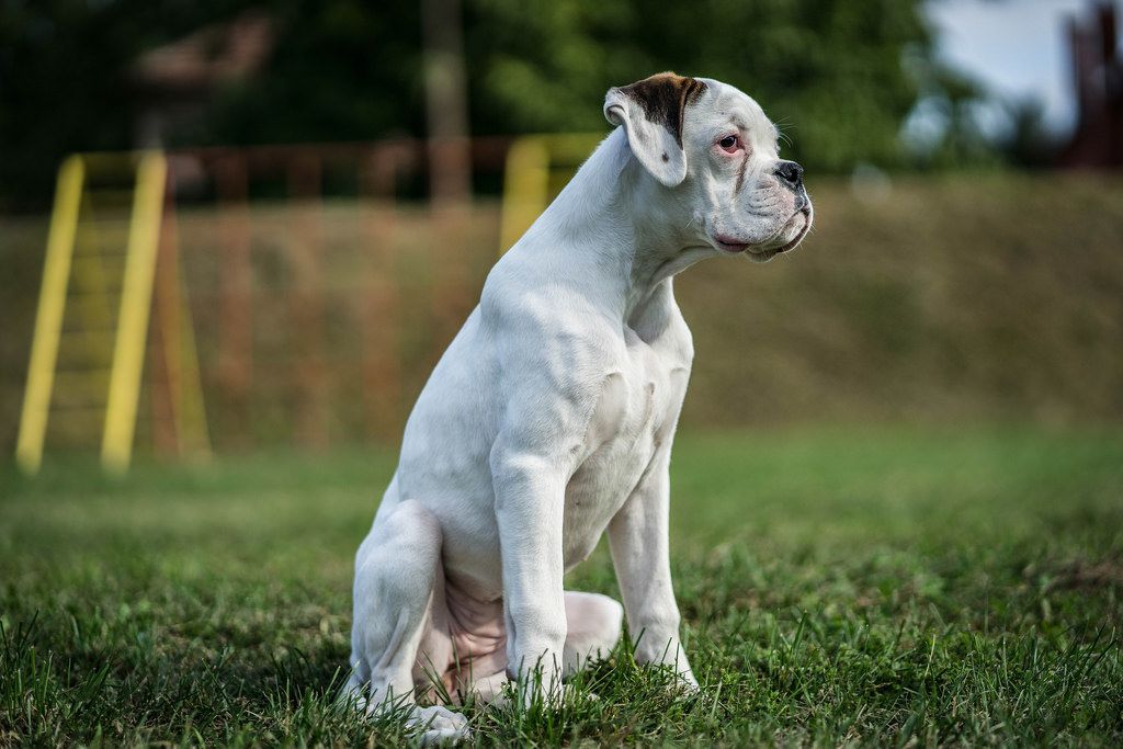 Young White Boxer Dog Sitting in the Field Creative