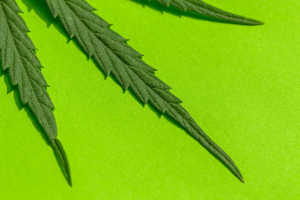 Closeup, fresh hemp leaf on a green background Creative Commons Bilder