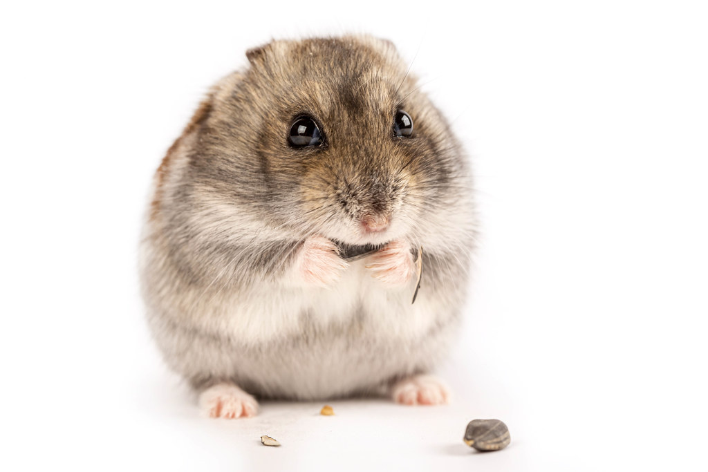 Gray hamster eating sunflower seed Creative Commons Bilder