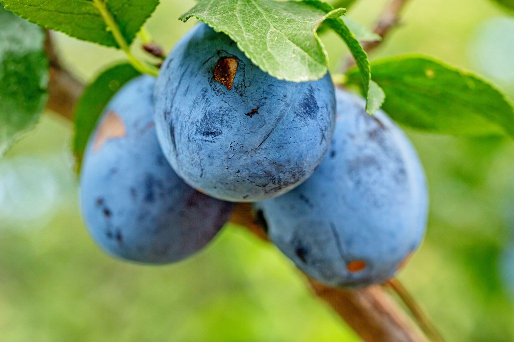 Three blue plums grow on a tree Creative Commons Bilder