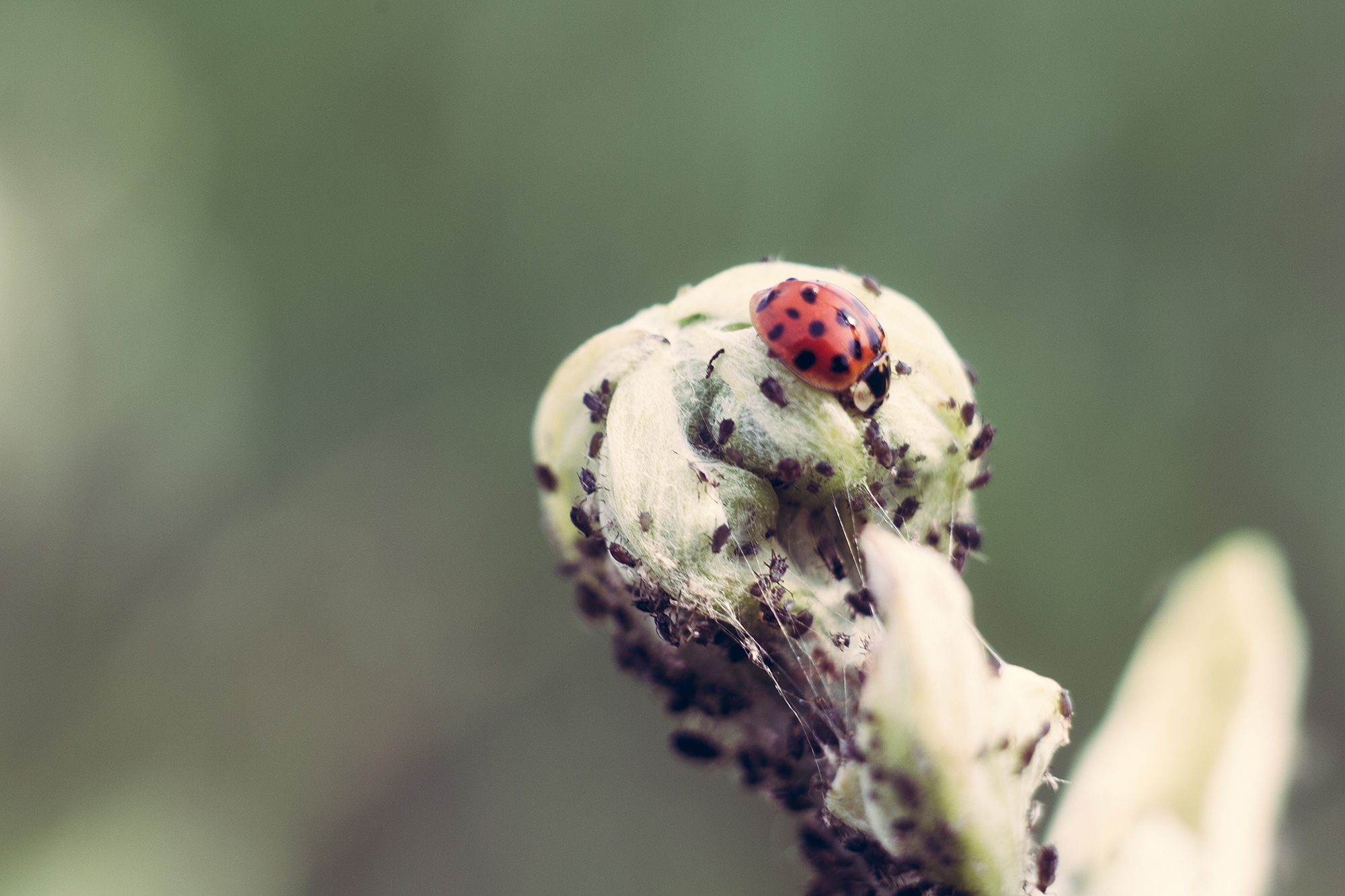 La bête à Bon Dieu se met à table fotografiabe