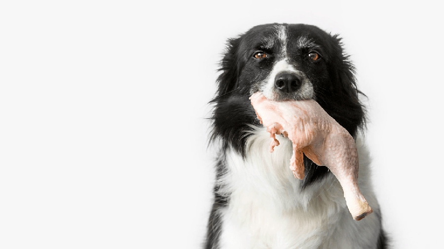 Two of The Most Popular Raw Dog Foods in Houston, Texas fotonin