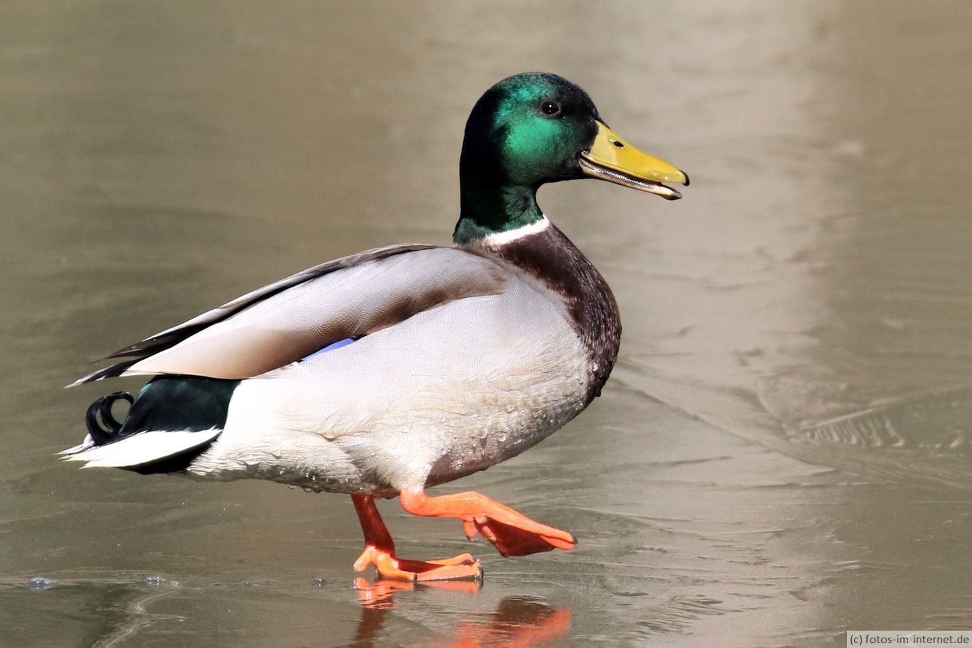 Ente Steckbrief, Aussehen, Infos und Bilder Fotos im