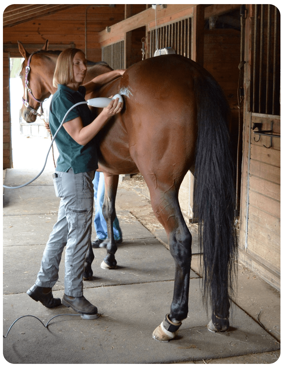 Shock Wave Therapy For Horses Home Design Ideas