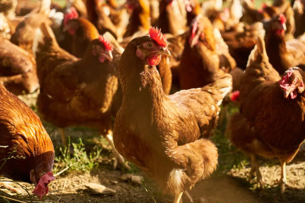 Layer Hen Keel Bone Health Request for Applications Foundation for